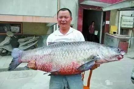 青魚視頻國(guó)產(chǎn)在線,國(guó)產(chǎn)在線影視盛宴，盡享視聽盛宴